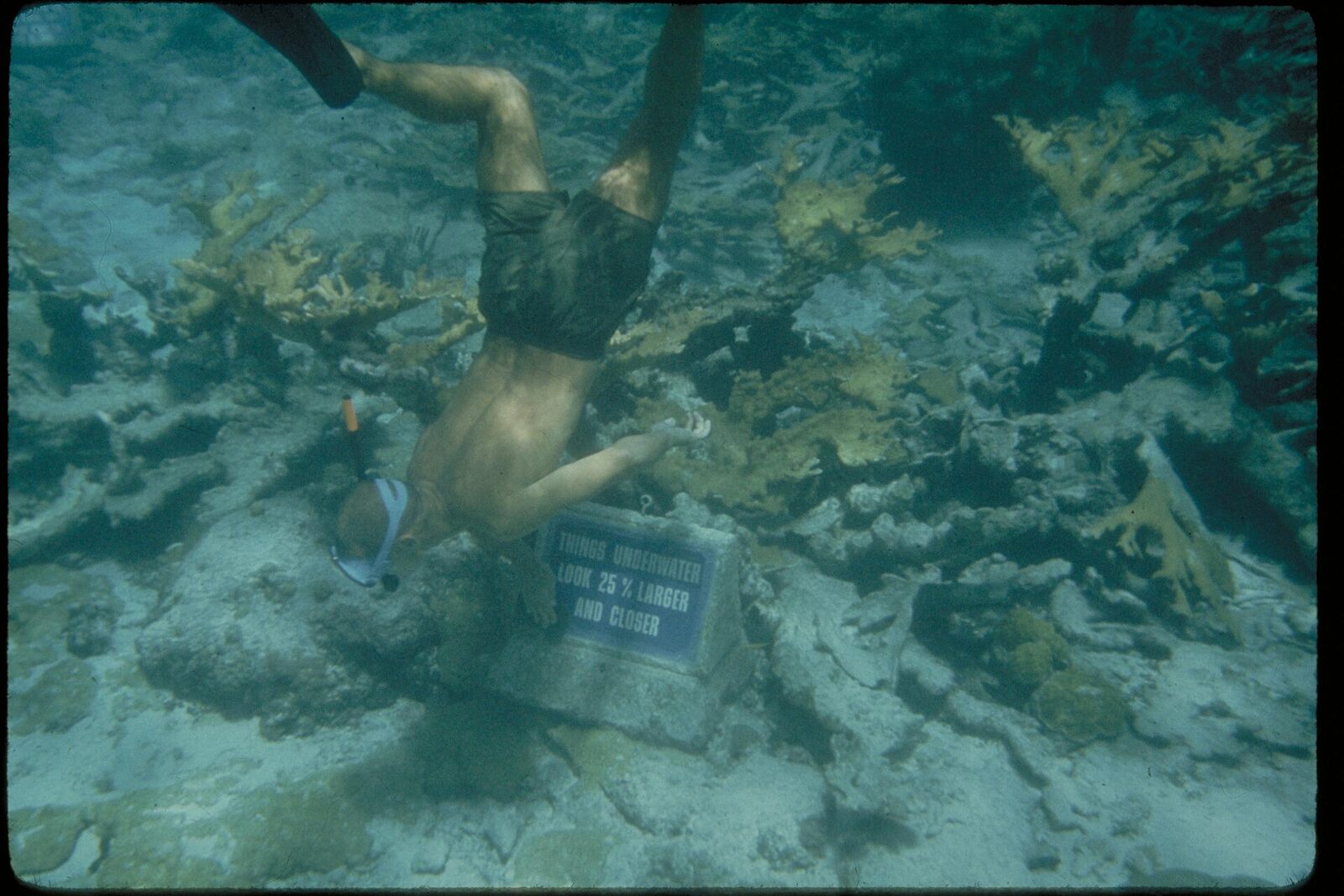 Los arrecifes del Caribe escondido conservan una vida marina sorprendente