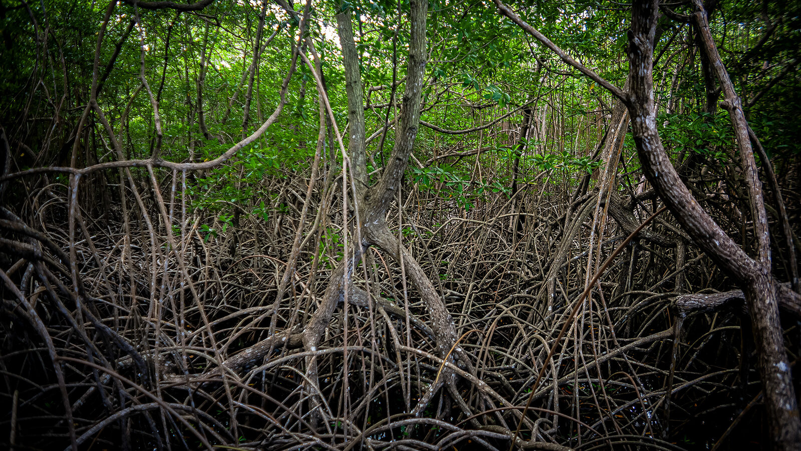 La selva del Darién que rodea Capurganá esconde piscinas y cascadas