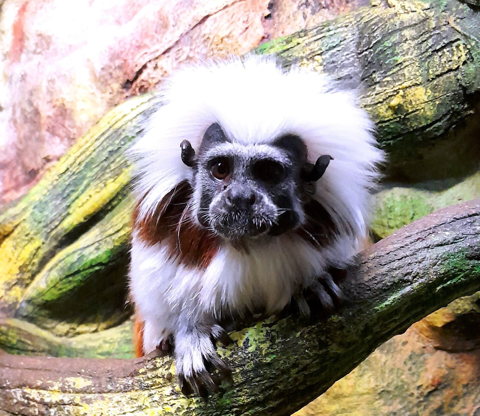 El mono tití cabeciblanco (Saguinus oedipus), endémico del noroccidente de Colombia