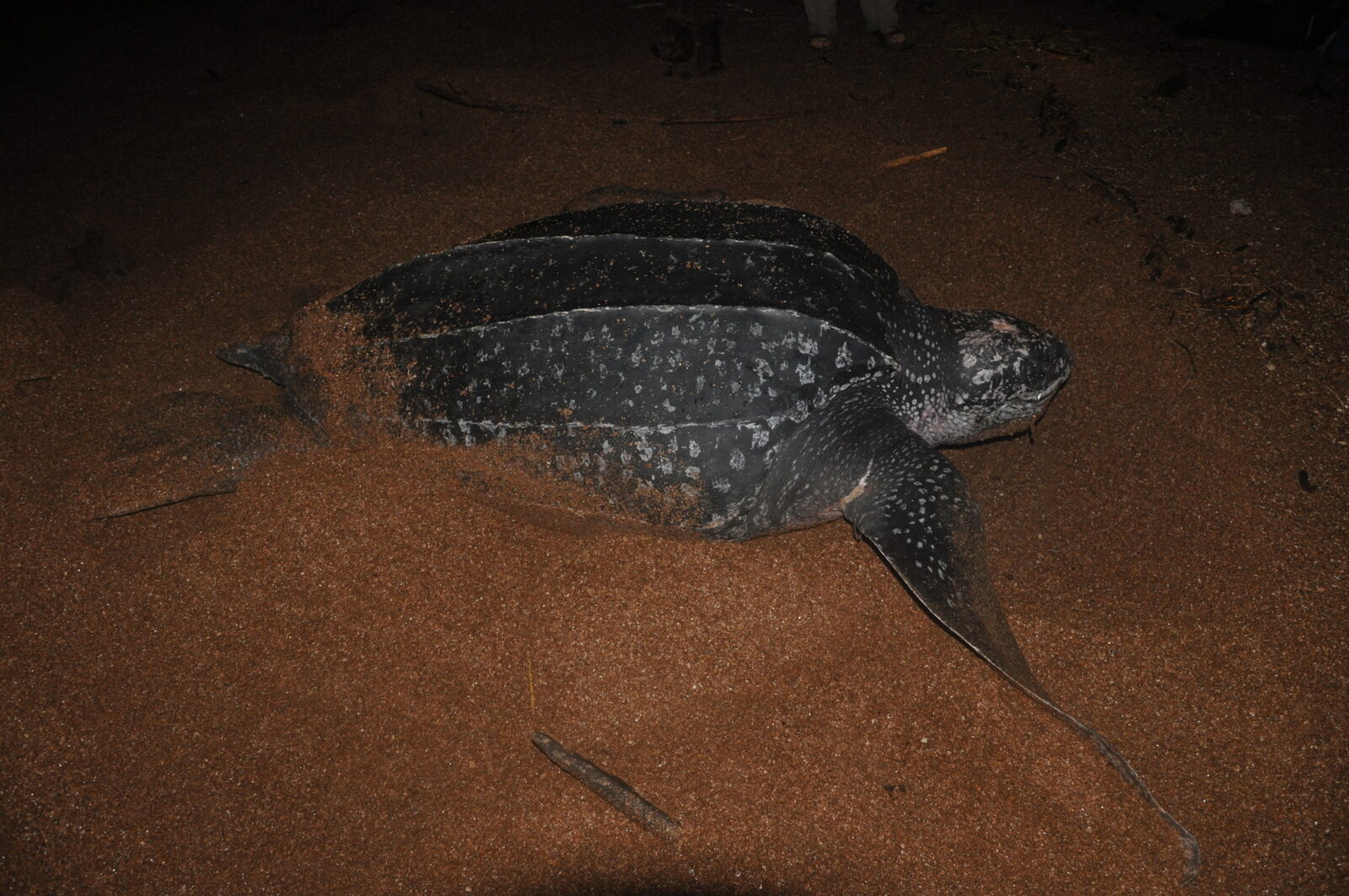 Una tortuga caná regresa al mar tras desovar en la playa